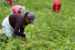 Memo Valencia propone destinar 30% del financiamiento rural a proyectos encabezados por mujeres