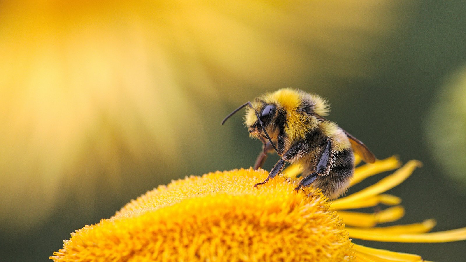 UNAM elabora trampas acústicas para atrapar moscas y abejas sin lastimarlas